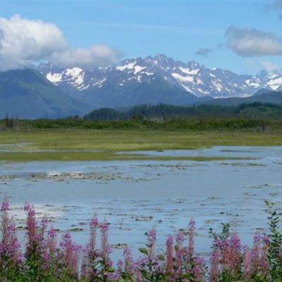 Fireweed Water Mountains